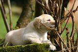 LABRADOR 1312